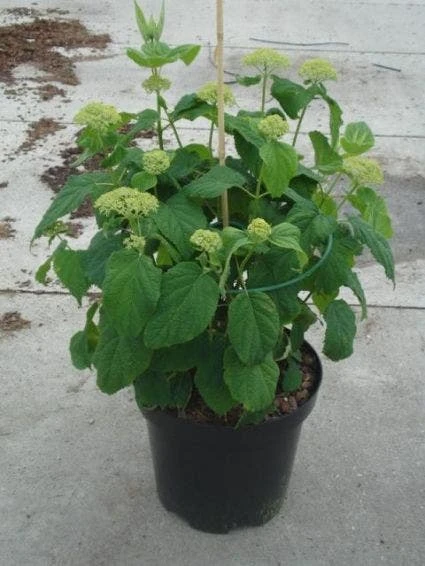 Hortensia (Hydrangea 'Strong Annabelle') 8 Hortensia (Hydrangea 'Strong Annabelle') - Afbeelding 8