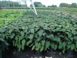 Fluweelhortensia (Hydrangea Aspera 'Macrophylla') -Green Roots Exporteren Winkel 20130214115506 6