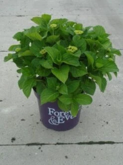 Hortensia Rood (Hydrangea 'Forever&Ever') -Green Roots Exporteren Winkel 20130214124900 1 1