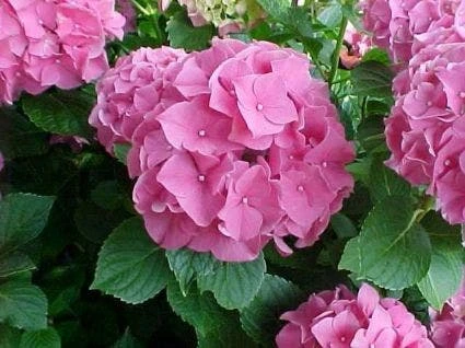 Hortensia Roze (Hydrangea 'Forever&Ever' Pink) 2 Hortensia Roze (Hydrangea 'Forever&Ever' Pink) - Afbeelding 2