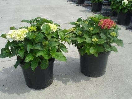 Hortensia (Hydrangea Macrophylla 'Soeur Therese') 1 Hortensia (Hydrangea Macrophylla 'Soeur Therese')