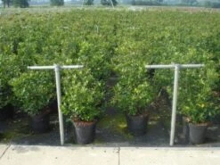 Blauwe Hulst (Ilex Meserveae 'Blue Prince') -Green Roots Exporteren Winkel 20130214133905 10 1