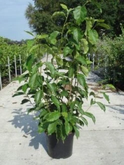 Beverboom (Magnolia Soulangeana) -Green Roots Exporteren Winkel 20130214140530 10 2