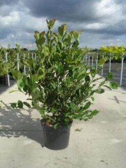 Stermagnolia (Magnolia Stellata) -Green Roots Exporteren Winkel 20130214142333 13 1