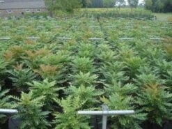 Mahoniestruik (Mahonia Media 'Winter Sun') -Green Roots Exporteren Winkel 20130214142529 11 1