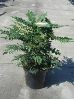 Mahoniestruik (Mahonia Media 'Winter Sun') -Green Roots Exporteren Winkel 20130214142545 11