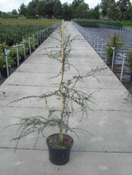 Schijnbeuk (Nothofagus Antarctica) 2 Schijnbeuk (Nothofagus Antarctica) - Afbeelding 2