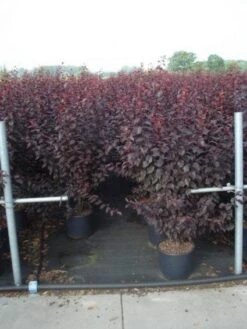 Rode Kerspruim Als Struik (Prunus Cerasifera 'Nigra') 12 Rode Kerspruim Als Struik (Prunus Cerasifera 'Nigra') -Green Roots Exporteren Winkel 20130214152249 8