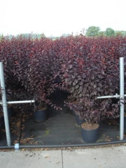 Rode Kerspruim Als Struik (Prunus Cerasifera 'Nigra') 3 Rode Kerspruim Als Struik (Prunus Cerasifera 'Nigra') - Afbeelding 3