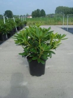 Rhododendron (Rhododendron Catawbiense 'Grandiflorum') -Green Roots Exporteren Winkel 20130214153505 13 1