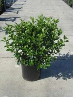 Groenblijvende Sneeuwbal (Viburnum Tinus 'Eve Price') -Green Roots Exporteren Winkel 20130214161553 50 10