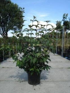 Sneeuwbal (Viburnum Bodnantense 'Dawn') -Green Roots Exporteren Winkel 20130215094907 35 7 2