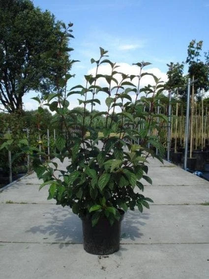 Sneeuwbal (Viburnum Bodnantense 'Dawn') 6 Sneeuwbal (Viburnum Bodnantense 'Dawn') - Afbeelding 6