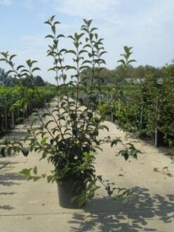 Sneeuwbal (Viburnum Bodnantense 'Charles Lamont') -Green Roots Exporteren Winkel 20130215095158 4