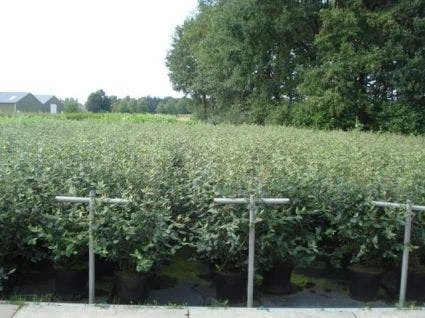 Sneeuwbal (Viburnum Burkwoodii) 2 Sneeuwbal (Viburnum Burkwoodii) - Afbeelding 2