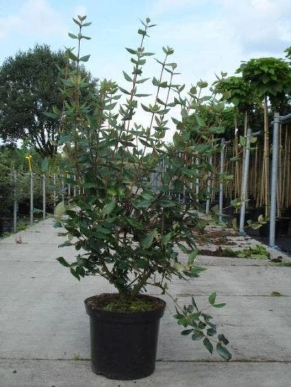 Sneeuwbal (Viburnum Burkwoodii) 1 Sneeuwbal (Viburnum Burkwoodii)