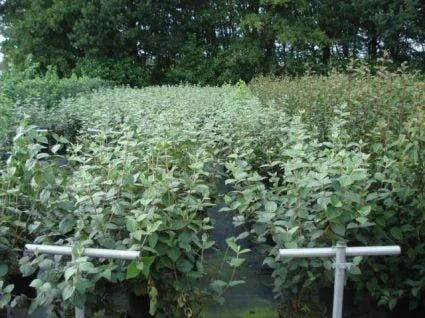 Sneeuwbal (Viburnum Carlcephalum) 3 Sneeuwbal (Viburnum Carlcephalum) - Afbeelding 3