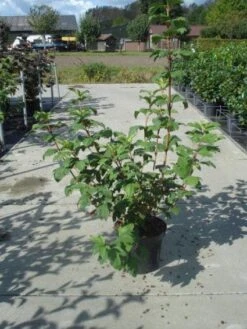 Sneeuwbal (Viburnum Opulus 'Roseum') -Green Roots Exporteren Winkel 20130215100016 9