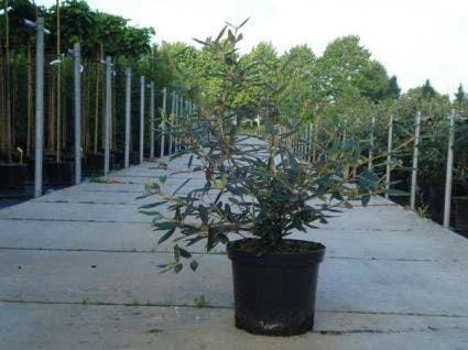 Sneeuwbal (Viburnum Bodnantense 'Dawn') 7 Sneeuwbal (Viburnum Bodnantense 'Dawn') - Afbeelding 7