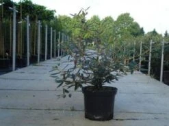 Sneeuwbal (Viburnum Bodnantense 'Dawn') -Green Roots Exporteren Winkel 20130215100739 1 2