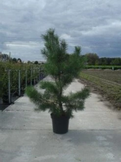 Grove Den, Solitair (Pinus Sylvestris) -Green Roots Exporteren Winkel 20130215102527 18
