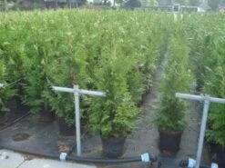 Reuzenlevensboom (Thuja Plicata 'Excelsa') -Green Roots Exporteren Winkel 20130215102918 9
