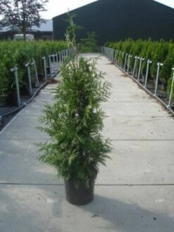 Reuzenlevensboom (Thuja Plicata 'Excelsa') -Green Roots Exporteren Winkel 20130215102927 9 2