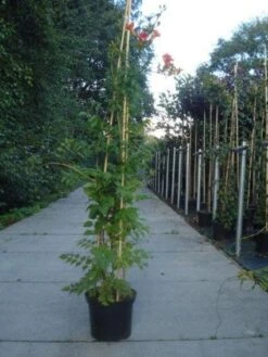 Trompetbloem (Campsis Tagliabuana 'Mme Galen') -Green Roots Exporteren Winkel 20130215104653 9 1