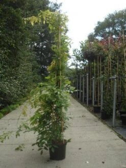 Blauwe Regen (Wisteria Sinensis) 15 Blauwe Regen (Wisteria Sinensis) -Green Roots Exporteren Winkel 20130215105427 13