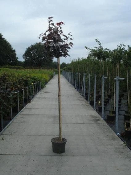 Noorse Esdoorn (Acer Platanoides 'Crimson Sentry') 7 Noorse Esdoorn (Acer Platanoides 'Crimson Sentry') - Afbeelding 7