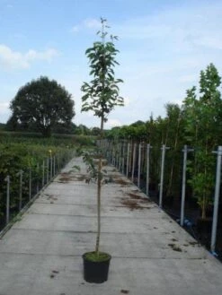 Krentenboom (Amelanchier Arborea 'Robin Hill') 8 Krentenboom (Amelanchier Arborea 'Robin Hill') -Green Roots Exporteren Winkel 20130215113904 10