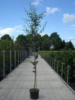 Rode Meidoorn (Crataegus Laevigata 'Paul's Scarlet') -Green Roots Exporteren Winkel 20130215114625 14