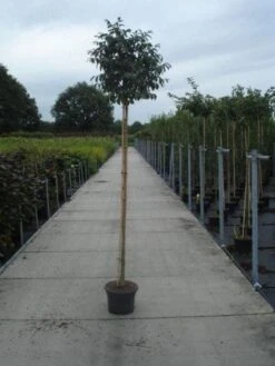 Pluim Es (Fraxinus Ornus 'Meczek') -Green Roots Exporteren Winkel 20130215114801 10