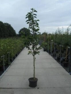 Beverboom (Magnolia Kobus) -Green Roots Exporteren Winkel 20130215115339 7