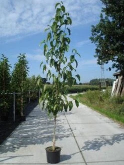 Beverboom (Magnolia Kobus) -Green Roots Exporteren Winkel 20130215115408 19