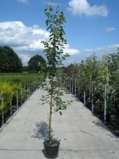 Chinese Sierpeer (Pyrus Calleryana 'Chanticleer') -Green Roots Exporteren Winkel 20130215115633 19