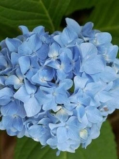 Hortensia Blauw (Hydrangea 'Forever&Ever')