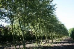 Krentenboom Als Struik (Amelanchier Lamarckii) -Green Roots Exporteren Winkel 20130315104532 13