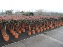 Sneeuwbal Op Stam (Viburnum Tinus 'Eve Price') -Green Roots Exporteren Winkel 20130316135155 4 1