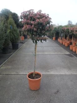 Sneeuwbal Op Stam (Viburnum Tinus 'Eve Price') -Green Roots Exporteren Winkel 20130316135206 4 2