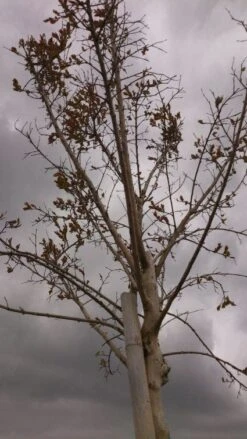 Roze Lagerstroemia Als Boom (Lagerstroemia Indica) -Green Roots Exporteren Winkel 20130522141211 8 1