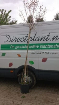 Roze Lagerstroemia Als Boom (Lagerstroemia Indica) -Green Roots Exporteren Winkel 20130522141225 8