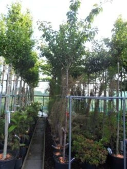 Japanse Sierkers (Prunus Serrulata 'Kanzan') -Green Roots Exporteren Winkel 20130703100803 16