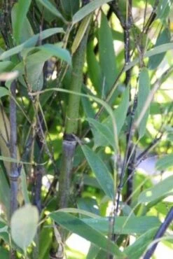 Bamboe (Phyllostachys Nigra) -Green Roots Exporteren Winkel 20130906145730 13