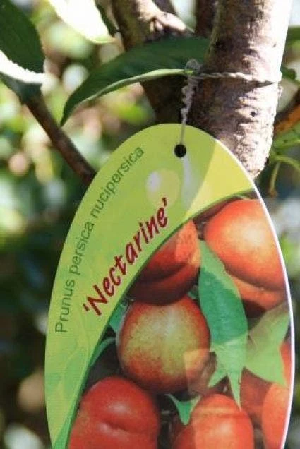 Nectarine (Prunus Persica Nucipersica) 1 Nectarine (Prunus Persica Nucipersica)