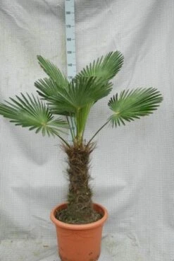 Winterharde Palm (Trachycarpus Wagnerianus)