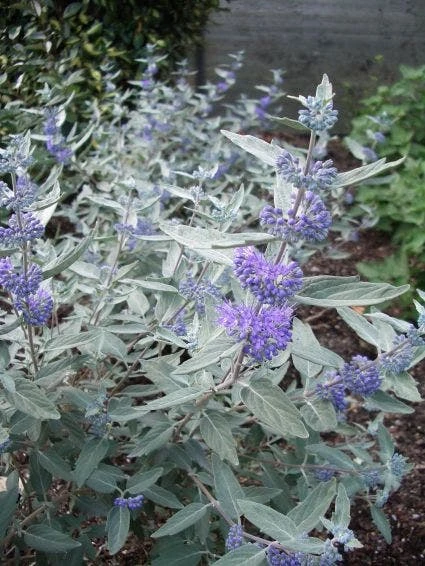 Caryopteris (Caryopteris X Clandonensis 'Sterling Silver') 4 Caryopteris (Caryopteris X Clandonensis 'Sterling Silver') - Afbeelding 4