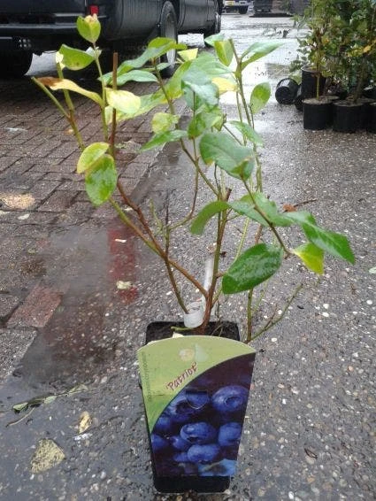 Blauwe Bes (Vaccinium Corymbosum 'Patriot') 2 Blauwe Bes (Vaccinium Corymbosum 'Patriot') - Afbeelding 2
