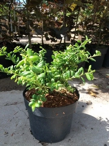 Japanse Hulst (Ilex Crenata 'Green Lustre) 1 Japanse Hulst (Ilex Crenata 'Green Lustre)