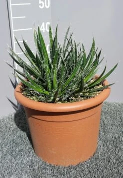 Winterharde Agave (Agave Shidigera) -Green Roots Exporteren Winkel 20190628 114010 resized